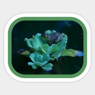 Frog on Water Lilly Sticker